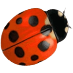 Marienkäfer-Symbol